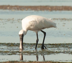 Platalea regia