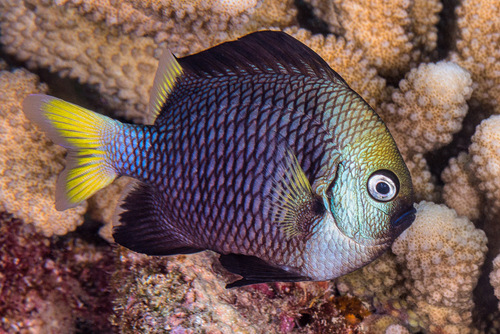 Dascyllus flavicaudus Randall & Allen, 1977