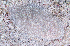 Pardachirus pavoninus