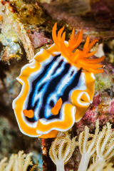 Chromodoris magnifica