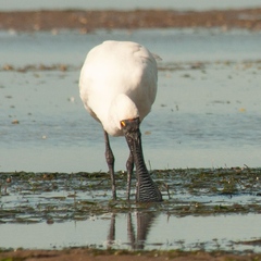 Platalea regia
