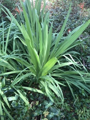 Watsonia meriana