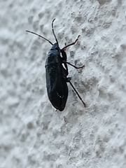 Lethaeus cribratissimus