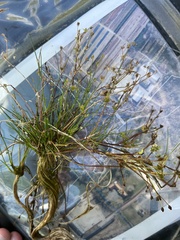 Juncus bulbosus