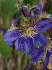 Scaevola calendulacea