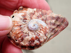 Haliotis scalaris emmae