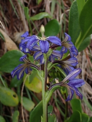 Scaevola calendulacea