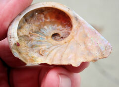 Haliotis scalaris emmae