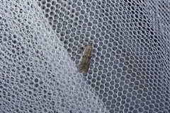 Phycitodes binaevella