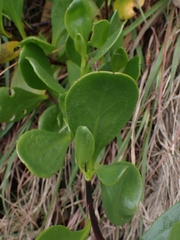 Scaevola calendulacea