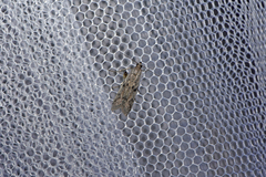 Phycitodes binaevella