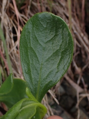 Scaevola calendulacea