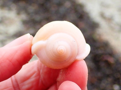 Semicassis semigranosa