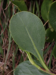 Scaevola calendulacea