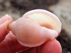 Semicassis semigranosa