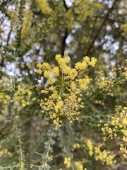 Acacia pravissima