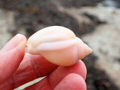 Semicassis semigranosa