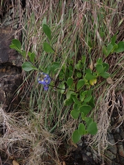 Scaevola calendulacea