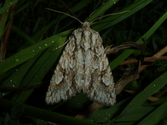 Meganephria bimaculosa