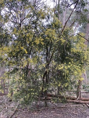 Acacia pravissima
