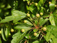 Malus toringo