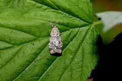 Scoparia ambigualis