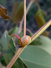 Paropsisterna fastidiosa