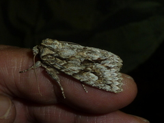 Meganephria bimaculosa