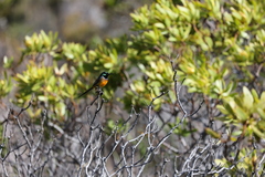 Anthobaphes violacea