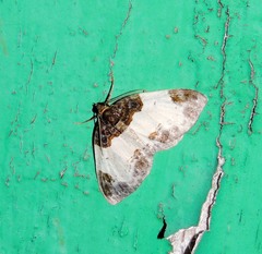 Mesoleuca albicillata