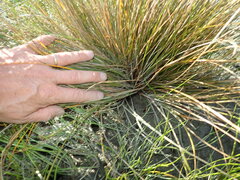 Carex testacea