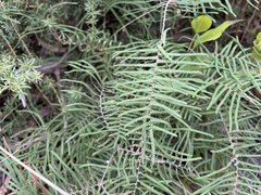 Gleichenia