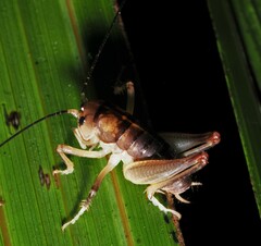 Hemiandrus pallitarsis