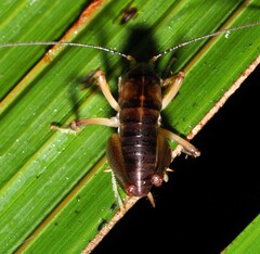 Hemiandrus pallitarsis