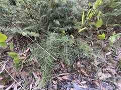 Gleichenia