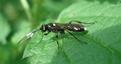 Vulgichneumon bimaculatus