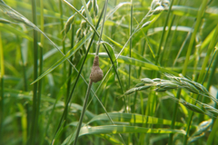 Bromus hordeaceus