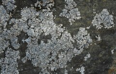 Physcia caesia