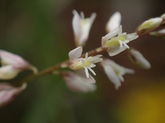 Polygala paniculata