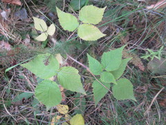 Rubus sachalinensis