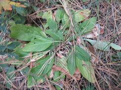 Viola gmeliniana