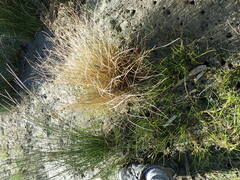 Carex testacea