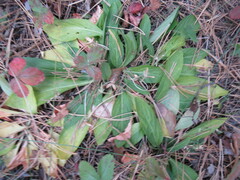 Viola gmeliniana