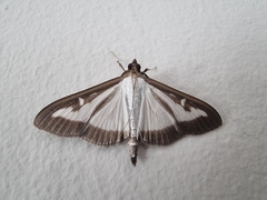 Cydalima perspectalis