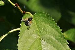 Mesembrina meridiana