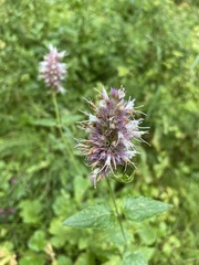 Agastache