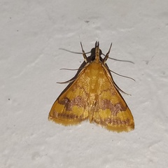 Pyrausta phoenicealis