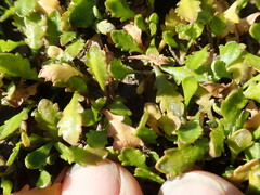 Leptinella dioica