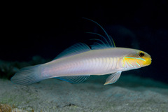 Valenciennea strigata