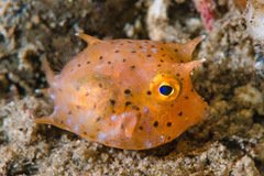 Thornback Cowfish photo 3